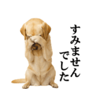 ラブラドールレトリバー★毎日使える敬語（個別スタンプ：29）