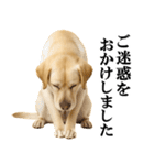ラブラドールレトリバー★毎日使える敬語（個別スタンプ：30）