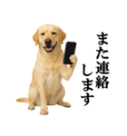 ラブラドールレトリバー★毎日使える敬語（個別スタンプ：31）