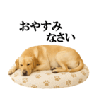 ラブラドールレトリバー★毎日使える敬語（個別スタンプ：32）