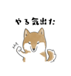 柴犬スタンプ 無気力（個別スタンプ：3）
