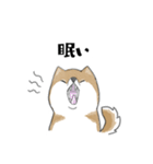 柴犬スタンプ 無気力（個別スタンプ：7）