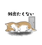 柴犬スタンプ 無気力（個別スタンプ：11）