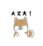 柴犬スタンプ 無気力（個別スタンプ：16）
