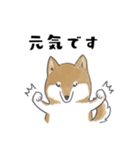 柴犬スタンプ 無気力（個別スタンプ：20）