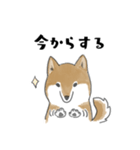 柴犬スタンプ 無気力（個別スタンプ：22）