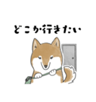 柴犬スタンプ 無気力（個別スタンプ：30）