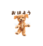 踊るトイプードルのアニメーション♪（個別スタンプ：1）