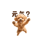踊るトイプードルのアニメーション♪（個別スタンプ：2）