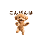 踊るトイプードルのアニメーション♪（個別スタンプ：5）