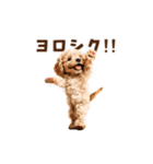 踊るトイプードルのアニメーション♪（個別スタンプ：10）