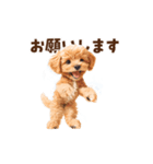 踊るトイプードルのアニメーション♪（個別スタンプ：11）