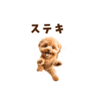 踊るトイプードルのアニメーション♪（個別スタンプ：14）