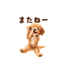 踊るトイプードルのアニメーション♪（個別スタンプ：22）