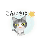色々な猫8-1 短毛-立ち耳-サバトラ白（個別スタンプ：5）