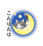 色々な猫8-3 長毛-立ち耳-サバトラ白（個別スタンプ：7）