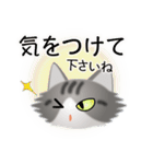 色々な猫8-3 長毛-立ち耳-サバトラ白（個別スタンプ：14）