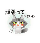 色々な猫8-3 長毛-立ち耳-サバトラ白（個別スタンプ：16）