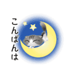 色々な猫8-4 長毛-垂れ耳-サバトラ白（個別スタンプ：7）
