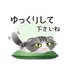 色々な猫8-4 長毛-垂れ耳-サバトラ白（個別スタンプ：12）