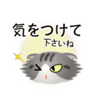 色々な猫8-4 長毛-垂れ耳-サバトラ白（個別スタンプ：14）
