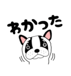 【毎日】フレンチブルドックのブルちゃん48（個別スタンプ：1）