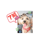〜ポムLIFE〜（個別スタンプ：5）