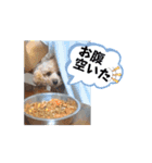 〜ポムLIFE〜（個別スタンプ：7）