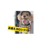 〜ポムLIFE〜（個別スタンプ：12）