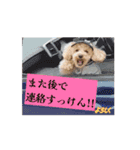 〜ポムLIFE〜（個別スタンプ：14）