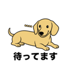 名前入りダックススムースイエロー（個別スタンプ：10）