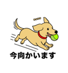 名前入りダックススムースイエロー（個別スタンプ：14）