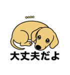 名前入りダックススムースイエロー（個別スタンプ：15）