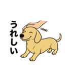 名前入りダックススムースイエロー（個別スタンプ：19）