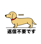 名前入りダックススムースイエロー（個別スタンプ：24）