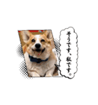 コーギーのピノ（個別スタンプ：1）
