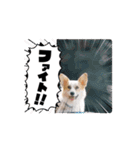 コーギーのピノ（個別スタンプ：3）