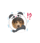 コーギーのピノ（個別スタンプ：6）