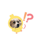 コーギーのピノ（個別スタンプ：8）