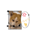 コーギーのピノ（個別スタンプ：12）