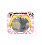 コーギーのピノ（個別スタンプ：14）