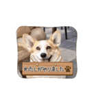 コーギーのピノ（個別スタンプ：16）