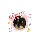 うちの子 クーたん（個別スタンプ：3）