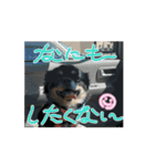 うちの子 クーたん（個別スタンプ：7）