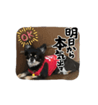 うちの子 クーたん（個別スタンプ：10）