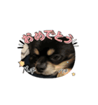 うちの子 クーたん（個別スタンプ：16）