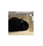 うさぎのコナン家 黒葉の動くスタンプ（個別スタンプ：5）