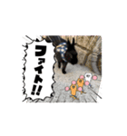 うさぎのコナン家 黒葉の動くスタンプ（個別スタンプ：9）