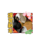 うさぎのコナン家 黒葉の動くスタンプ（個別スタンプ：15）