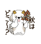 動くシーズー犬 2025 「秋」20（個別スタンプ：12）